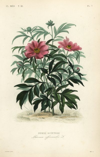 一般的なシャクヤクまたはガーデンシャクヤク、Paeonia officinalis、Pivoine officinale 作： Unbekannt