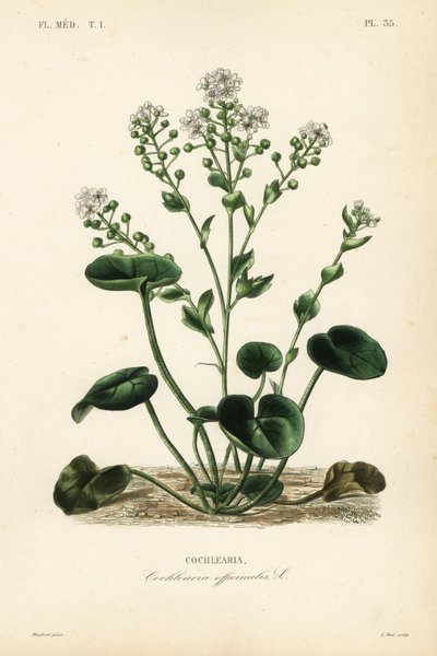 一般的なscurvygrassまたはspoonwort、Cochlearia officinalis、Cochlearia 作： Unbekannt