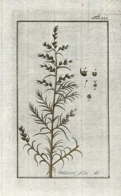 コモンソーダ（Salsola soda）。ヨハネス・ゾーン（1739-1799）作 "Afbeelding der Artseny-Gewassen "のリトグラフ（オランダ）。 作： Unbekannter Künstler