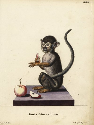 コモンリスザル、Saimiri sciureus。Simia sciurea Linn.Johann Christian Daniel Schreber