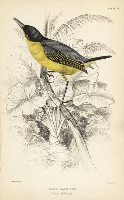 コモン・トディ・フライキャッチャー、Todirostrum cinereum（黒頭トディ、Todus melanocephalus）。Sir William Jardine