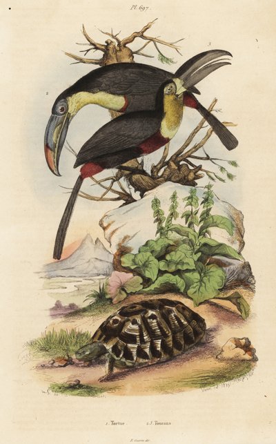 コウモリガメ（Testudo graeca）1、イオウヒメジ（Ramphastos sulfuratus）2、シロハラヒメジ（Ramphastos tucanus）3、トルテ、オオハシ 作： Unbekannt
