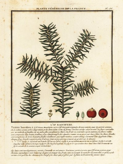 一般的なイチイまたはイングリッシュ イチイ、Taxus baccata。 作： Unbekannter Künstler