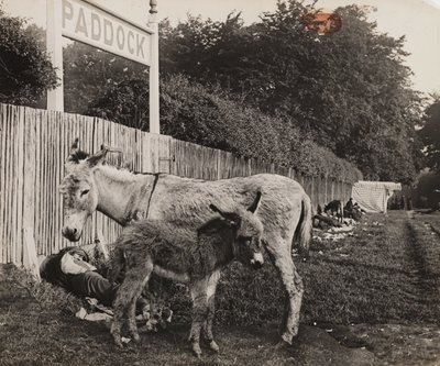 2頭のロバの合成写真、1909年頃 作： Unbekannt