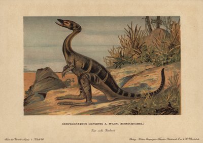 Compsognathus longipes ジュラ紀の肉食恐竜の一種。F.ジョンのクロモリ写真（ライヒャルト・ココア社の先史時代の動物シリーズ）、原著は "Animals of the Prehistoric World"。 作： Unbekannter Künstler