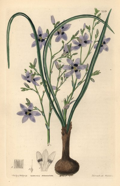 Conanthere - Conanthera trimaculata (Three-spotted cummingia, Cummingia trimaculata)。ジョン・リンドレーとロバート・スウィートの『観賞用花園と低木』より、エドウィン・ダルトン・スミスを模したウェッデルによる手彩色銅版画。 作： Unbekannter Künstler