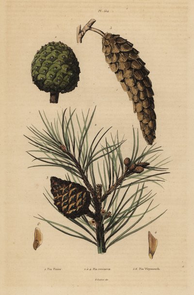 石松（Pinus pinea）1、赤松（Pinus resinosa）2～4、ウェーマス松（Pinus strobus）5、6の球果 作： Unbekannt