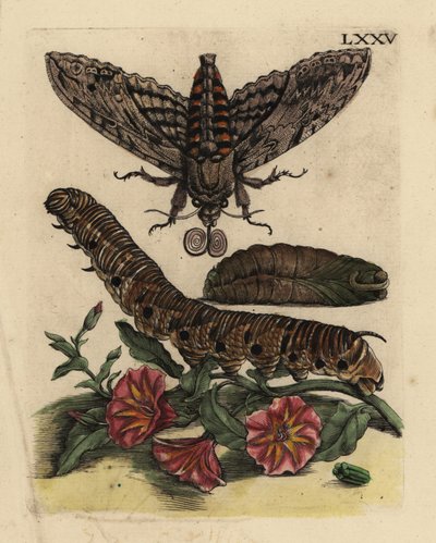 コンボルブルス・ハイク・モス（Agrius convolvuli）、イモムシとサナギ、フィールド・バインウィード（Convolvulus arvensis） LXXV 作： Unbekannt