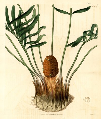 クーンティ、ザミア・プミラの変種オス。Weddell による手彩色銅版画（Samuel Curtis