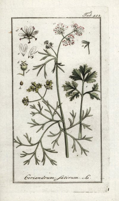 コリアンダー（Coriandrum sativum）。オランダ、ヨハネス・ゾーン（1739-1799）作 "Afbeelding der Artseny-Gewassen "のリトグラフ。 作： Unbekannter Künstler