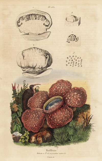 コープスリリーまたはラフレシア、Rafflesia arnoldii 作： Unbekannt