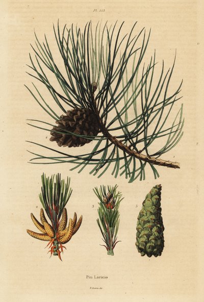 コルシカ島の松、Pinus nigra subsp. 作： Unbekannt