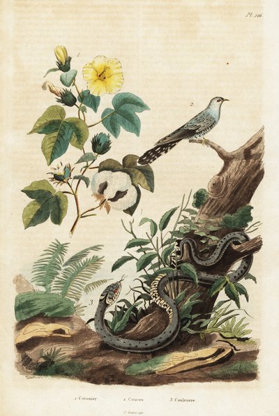 ワタ、カッコウ、グラススネーク、1834～1839年（彫刻） 作： Unbekannter Künstler
