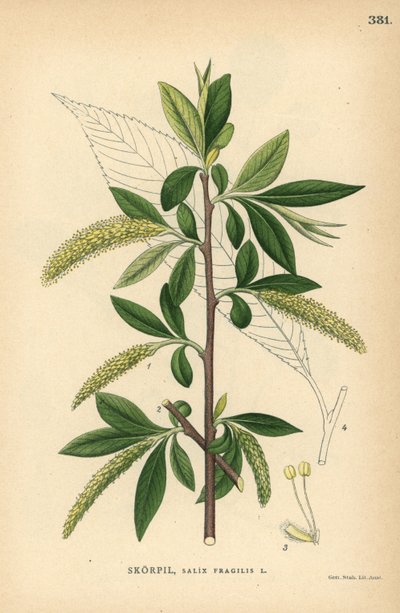ヤナギの木、Salix fragilis 作： Unbekannter Künstler