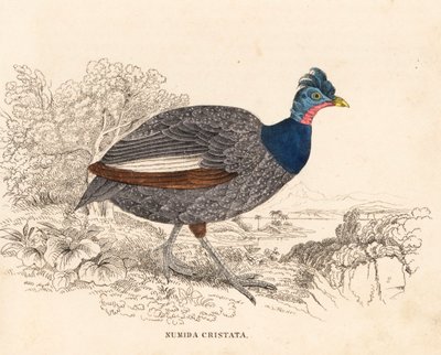 カンムリカイツブリ、Guttera pucherani（Numida cristata）。ゲオルク・フリードリッヒ・トライチケの自然史ギャラリー、ティアライヒ自然史ビルダーザール、リエプツィヒ所蔵の手彩色スチール・エングレーヴィング。 作： Unbekannter Künstler