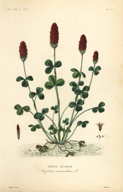 クリムゾンクローバーまたはイタリアンクローバー、Trifolium incarnatum、Trefle incarnat 作： Unbekannt