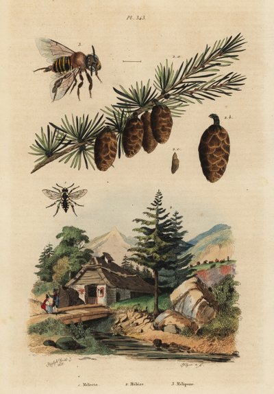 カッコウバチ（Melecta albifrons）1、ヨーロッパカラマツ（Larix decidua）2、オナガドリミツバチ（Melipona favosa）3 作： Unbekannt