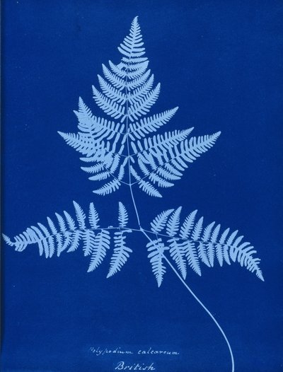 Polypodium calcareumのサイアノタイプ 作： Unbekannt
