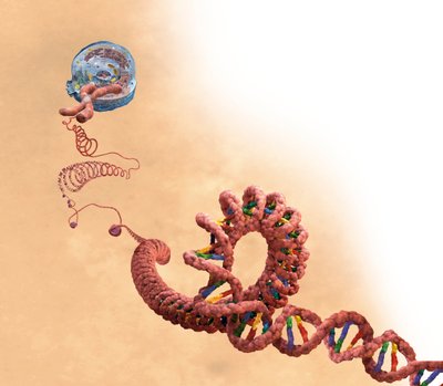 二重らせん、染色体、細胞を含むDNA 作： Unbekannter Künstler