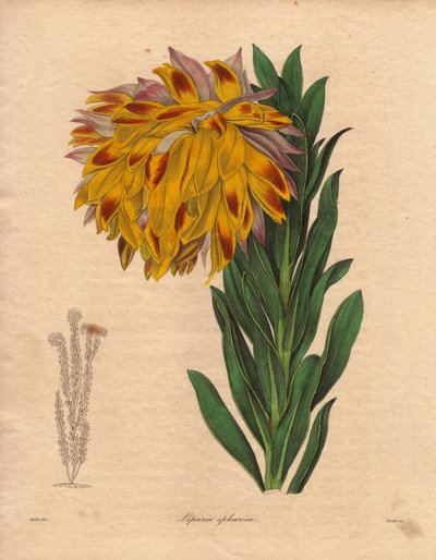 ダリアの変種、球形リパリア（Liparia sphaerica）。大きな傾いた花を咲かせ、オレンジ色。挿絵はR.ミルズ（1836～1842年活躍）、ベンジャミン・モーンドの「The Botanist」シリーズ全5巻、18～18年刊行。 作： Unbekannter Künstler