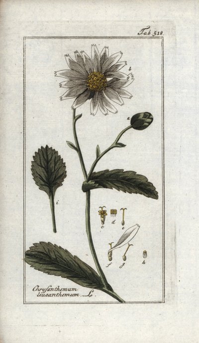デイジー。オランダ、ヨハネス・ゾーン（1739-1799）作「Afbeelding der Artseny-Gewassen」のリトグラフ。 作： Unbekannter Künstler