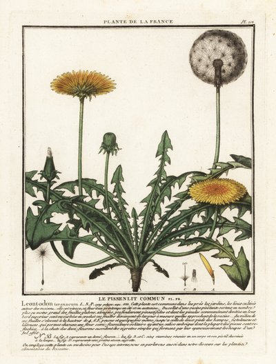 タンポポ、Taraxacum campylodes。 作： Unbekannter Künstler