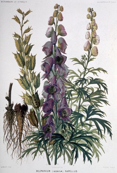 デルフィニウム・ナペルス 1850-1900年頃（リトグラフ） 作： Unbekannter Künstler