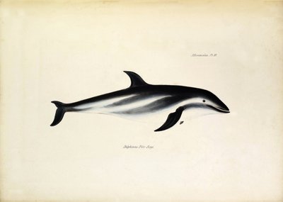 Delphinus Fitz-Royi 黒いイルカ、またはビーグル号の船長ロバート・フィッツロイの名前にちなんでフィッツロイ。ジョン・グールド著、チャールズ・ダーウィン著「ビーグル号航海動物学」より。 作： Unbekannter Künstler