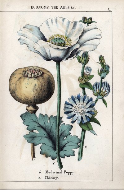 白い花と青いシコリの花を持つ薬用ケシの描写。Charlotte Mary Yonge (1823-1901)が1858年にエディンバラ（スコットランド）で出版した "Recueil d