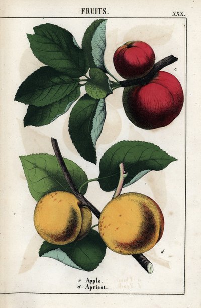 果物の説明：赤いリンゴとアプリコット。1858年にエディンバラ（スコットランド）で出版されたシャーロット・メアリー・ヨンジ（1823-1901）著 "Recueil d