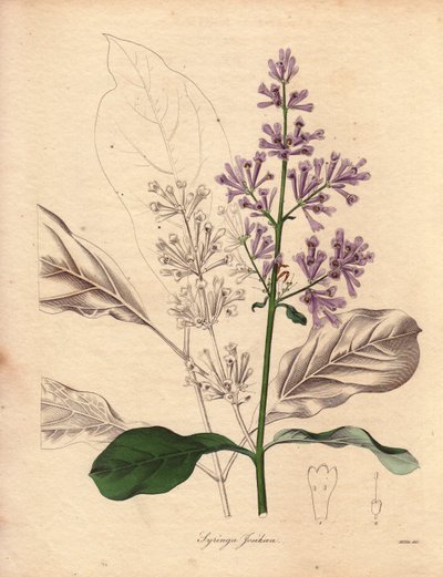 中央および東ヨーロッパ原産のハンガリーライラック（Syringa josikaea）の説明。1836年から1842年にかけて出版されたベンジャミン・モーンドの『The Botanist』シリーズ全5巻に掲載された、R.ミルズ嬢（1836～1842年活躍）による挿絵。この作品は有名である。 作： Unbekannter Künstler