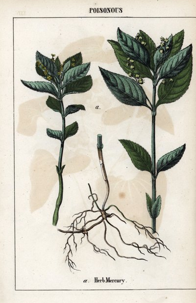 一年草のメルキュリア、植物の花、果実、根の解説。 作： Unbekannter Künstler