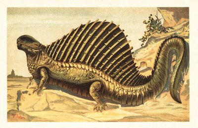 特徴的な神経棘が帆を張るディメトロドン・リムバトゥス1908年（リトグラフ） 作： Unbekannter Künstler