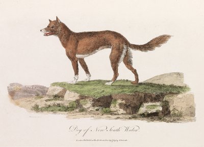 「ニューサウスウェールズの犬」 作： Unbekannter Künstler