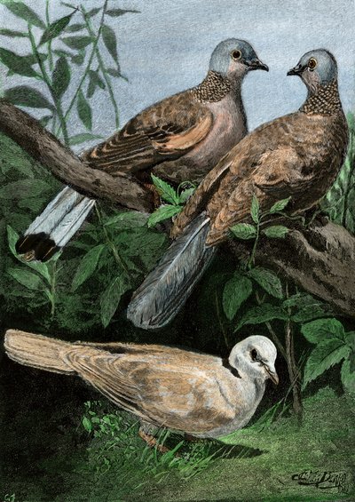 鳩と手漕ぎの鳩。 作： Unbekannter Künstler