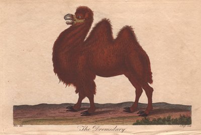 ニシキラクダ Camelus dromedarius 作： Unbekannter Künstler