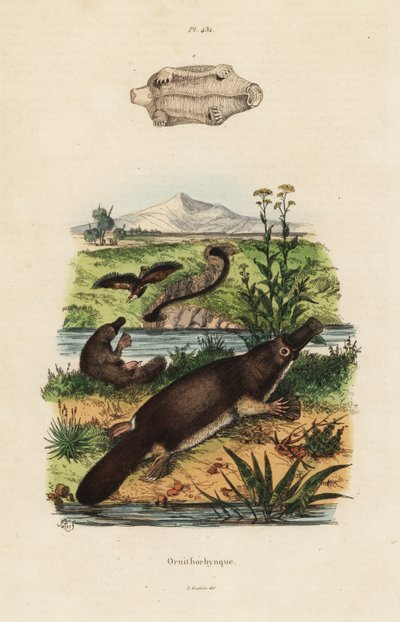 カモハゲカモノハシ（Ornithorhynchus anatinus 作： Unbekannt