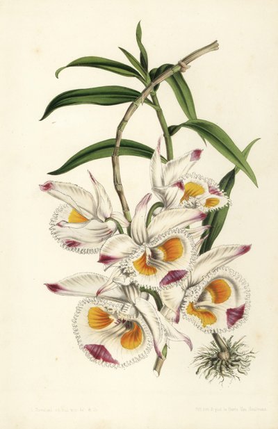 デヴォンシャー公爵のデンドロビウム蘭、Dendrobium devonianum。Stroobantによる手彩色リトグラフ（Louis van Houtte and Charles Lemaire