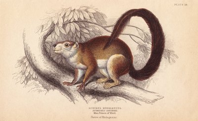 Duvaucels リス、Sciurus hypoleucus。インドの巨大リス？Wied-Neuwied博物館のマクシミリアン王子の標本より。William Jardine