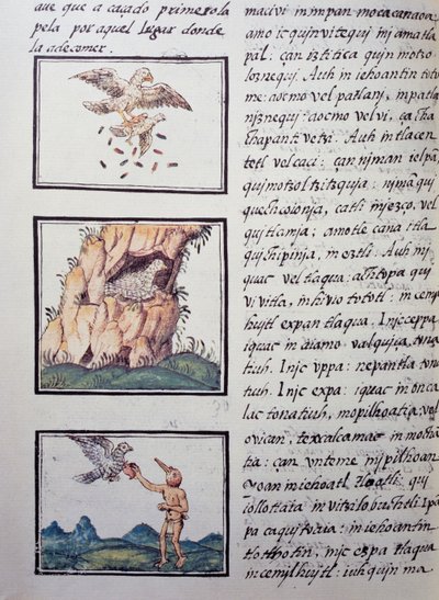 ワシ、フィレンツェ写本のページ、スペイン語とナワトル語のバイリンガル版、スペイン人宣教師Fray Bernardino de Sahagun(1499-1590)による「General History of the Things of New Spain」。アステカ文明 作： William M. Timlin