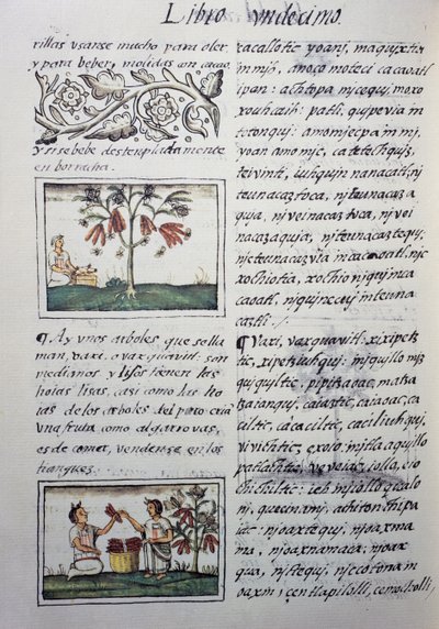 食用植物、小豆、スペイン人宣教師Fray Bernardino de Sahagun（1499-1590）が書いたスペイン語とナワトル語のバイリンガル版「General History of Things of New Spain」であるフィレンツェ写本の第11巻のページ。アステカ文明 作： William M. Timlin