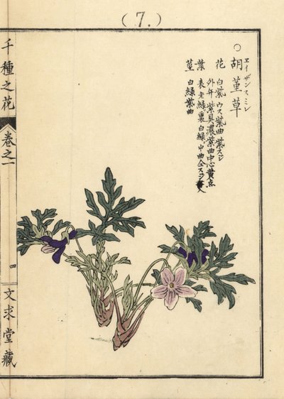 叡山菫（えいざんすみれ）。河野梅嶺筆彩色木版画「千種の花」（京都・文久堂蔵）。 作： Unbekannter Künstler