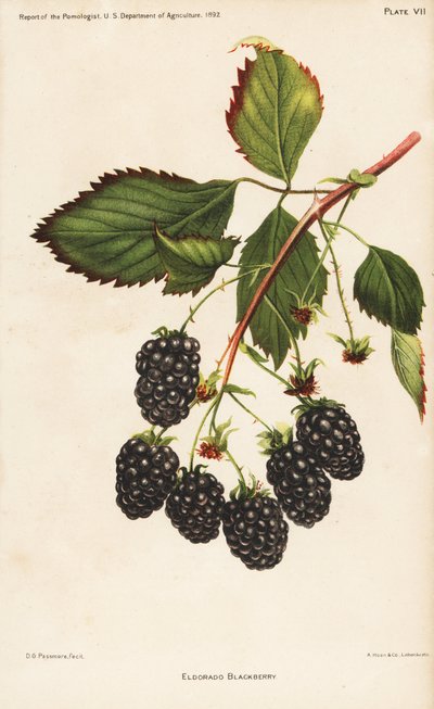 エルドラド・ブラックベリー、Rubus fruticosus。D.G.パスモアの植物図版をもとにホーエンが描いたクロモリトグラフ。 作： Unbekannter Künstler