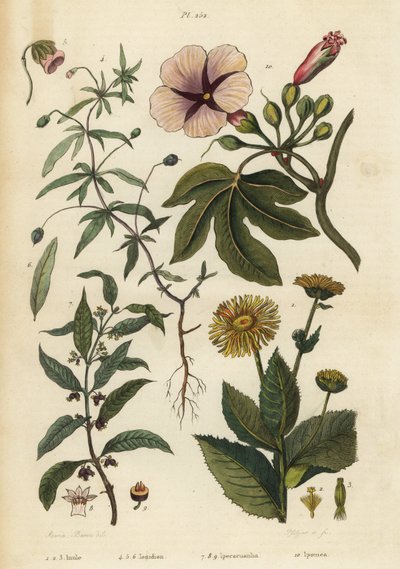 エレカンペイン（Inula helenium）1～3、グリーンバイオレット（Hybanthus species Ionidium polygalifolium）4～6、イペカクアナ（Carapichea ipecacuanha）7～9、アサガオ（Ipomoea insignis）10。 作： Unbekannt