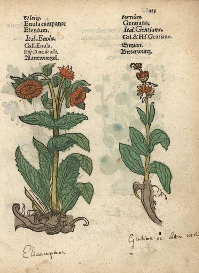 エレカンパネ、イヌラヘレニウム、リンドウの種。アダム・ロニカーの『Krauterbuch, or Herbal, Frankfurt』に掲載された植物図版の手彩色木版画。 作： Unbekannter Künstler