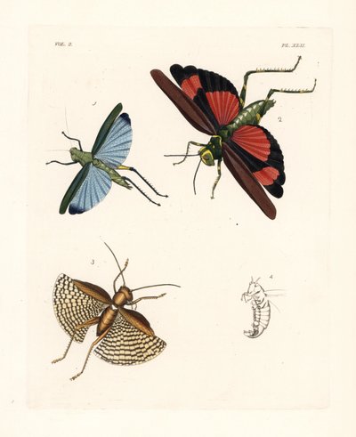 Eupropacris coeruleus バッタ 1、Chromacris miles 2、Gryllacris tessellata 3。ジョン・O・ウェストウッドによるドルー・ドリーの新版 "Illustrations of Exotic Entomology "の手彩色リトグラフ。 作： Unbekannter Künstler