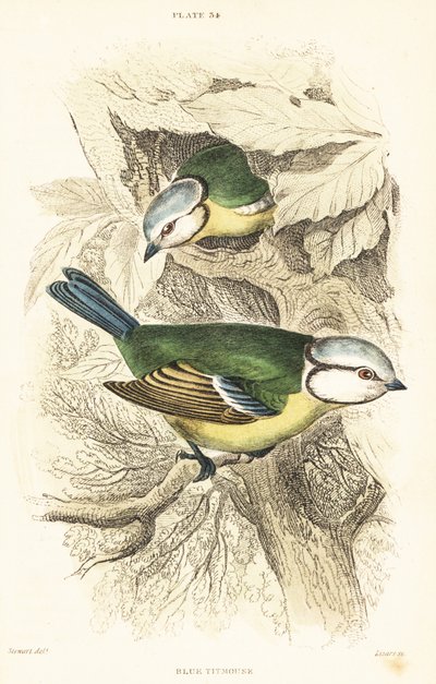 シジュウカラ、Cyanistes caeruleus.1889 (彫刻) 作： Unbekannter Künstler