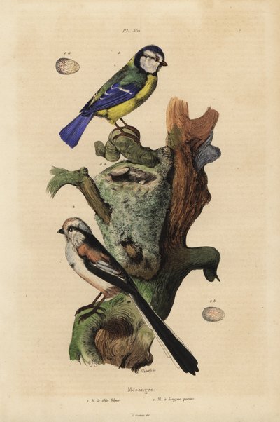 Eurasian blue tit (Cyanoses caeruleus)と卵、Long-tailed tit (Aegithalos caudatus)と巣と卵。 作： Unbekannt