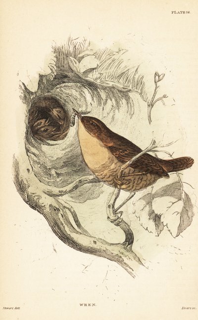 ミソサザイ、Troglodytes troglodytes.1889 (彫刻) 作： Unbekannter Künstler