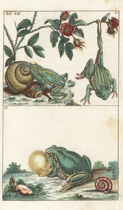 ヨーロッパとイタリアのカエル-強い水」ゴットリープ・トビアス・ウィルヘルム（1758-1811）著、『自然史百科事典』より：両生類 作： Unbekannter Künstler
